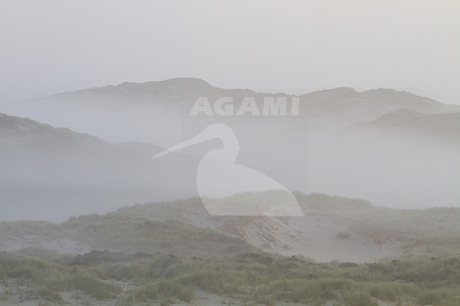 Mist over Berkheide, Fog over Berkheide stock-image by Agami/Menno van Duijn,