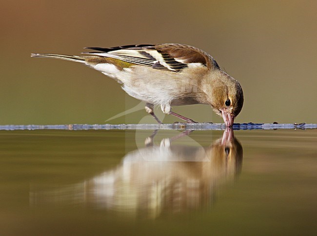 Vrouwtje Vink; Female Common Chaffinch stock-image by Agami/Markus Varesvuo,