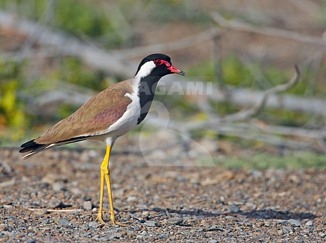 Indische Kievit staand; Red-wattled Plover standing stock-image by Agami/Markus Varesvuo,