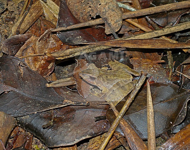 Sculpted Madagascar Frog (Gephyromantis sculpturatus) sitting in leaf litter in forest floor on Madagascar. It is threatened by habitat loss. stock-image by Agami/Pete Morris,