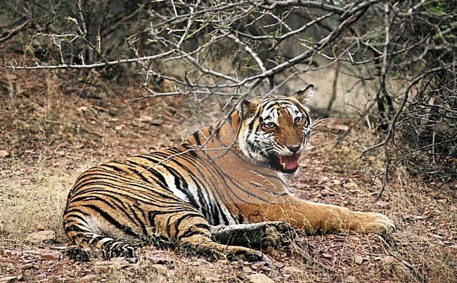 Bengaalse Tijger in bos, Bengal Tiger in forest stock-image by Agami/Roy de Haas,