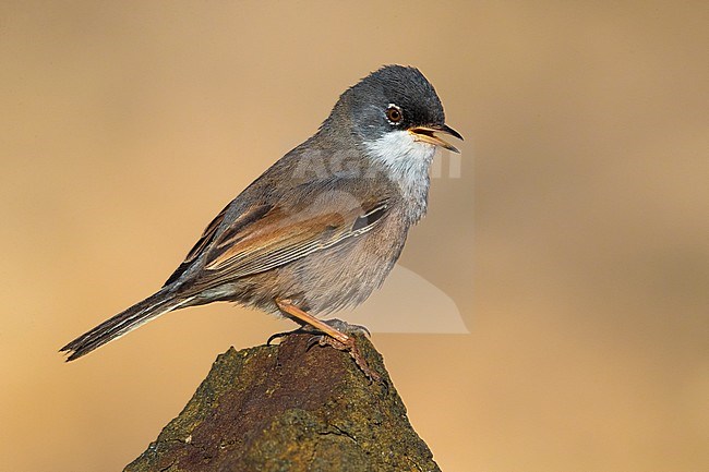 Spectacled Warbler (Sylvia conspicillata orbitalis) on Fuerteventura, Canary island, Spain stock-image by Agami/Daniele Occhiato,