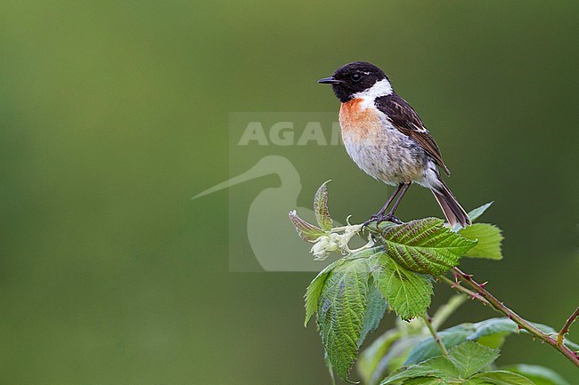 European Stonechat - Schwarzkehlchen - Saxicola torqatus ssp. rubicola, Germany, adult male stock-image by Agami/Ralph Martin,