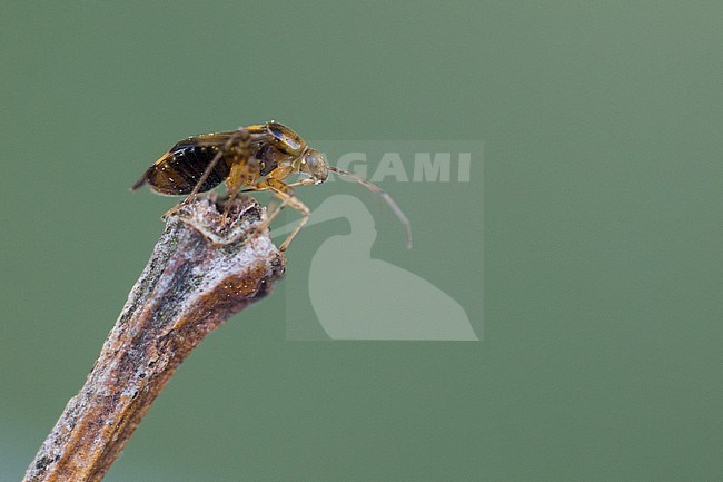 Liocoris tripustulatus - Gepunktete Nesselwanze, Germany (Baden-Württemberg), imago stock-image by Agami/Ralph Martin,