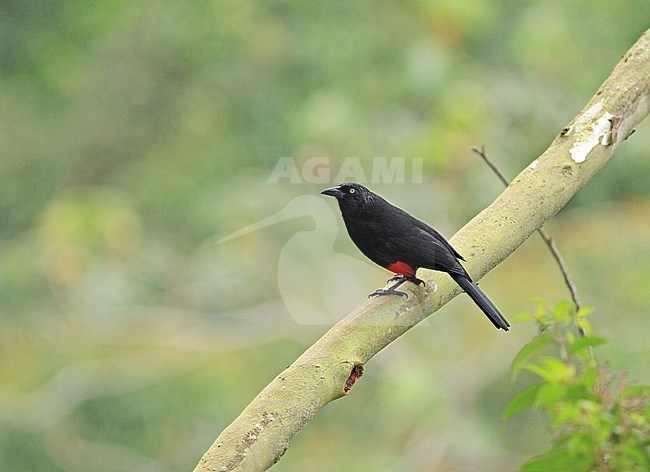 Red-bellied grackle (Hypopyrrhus pyrohypogaster) perched in montane rainforest in Colombia. stock-image by Agami/Pete Morris,