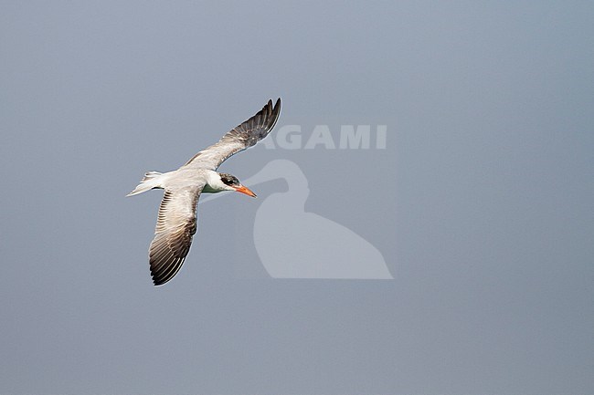 Reuzenstern; Caspian Tern, Hydroprogne caspia, Oman, 2nd cy stock-image by Agami/Ralph Martin,