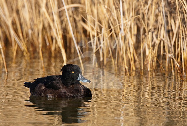 Second year male Tufted duck (Aythya fuligula) swimming in front of reed bed at edge of a lake in Daimiel National Park in Spain during winter. stock-image by Agami/Oscar Díez,