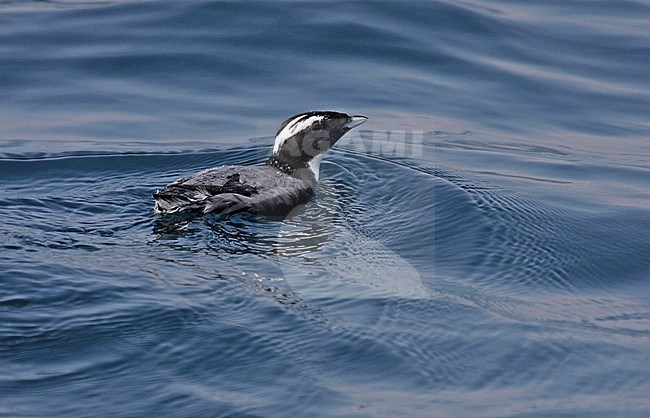 Japanese Murrelet (Synthliboramphus wumizusume) swimming off Japan. stock-image by Agami/Pete Morris,