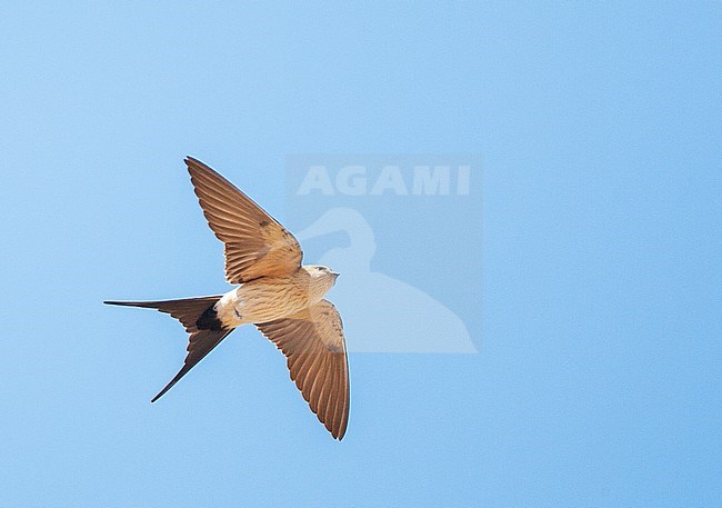 Adult Red-rumped Swallow (Cecropis daurica) in flight against a blue sky as background during spring on the  Aegean island Lesvos in Greece. Seen from below with tail spread. stock-image by Agami/Marc Guyt,