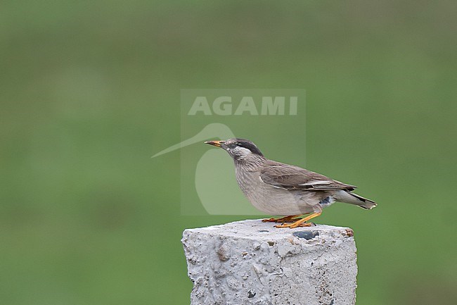 Female White-cheeked Starling (Spodiopsar cineraceus), side view of bird perched on a pole against green background stock-image by Agami/Kari Eischer,