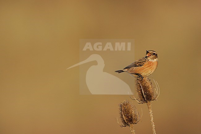 Vrouwtje Roodborsttapuit in zit; Female European Stonechat perched stock-image by Agami/Menno van Duijn,