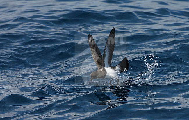 Gough Black-bellied Storm-Petrel (Fregetta tropica melanoleuca) in the Southern Atlantic Ocean, around the Tristan da Cunha and Gough islands. Also called White-bellied Black-bellied Storm Petrel. stock-image by Agami/Marc Guyt,