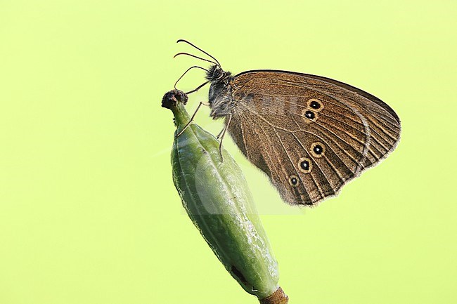 Ringlet, Aphantopus hyperantus stock-image by Agami/Wil Leurs,