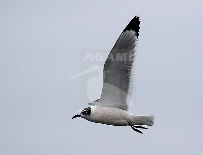 Wintering Franklin's Gull (Leucophaeus pipixcan) at the pacific coast of Chile. Adult in winter plumage seen from the side. stock-image by Agami/Dani Lopez-Velasco,