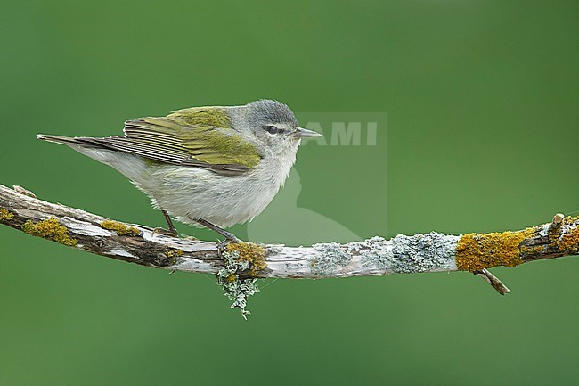 Adult male
Galveston Co., TX
April 2016 stock-image by Agami/Brian E Small,