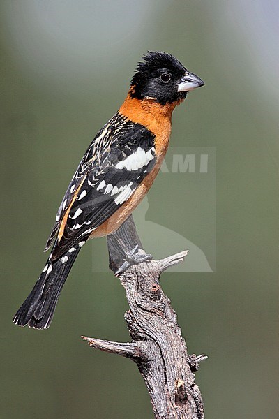 Adult male breeding
Pima Co., AZ
April 2009 stock-image by Agami/Brian E Small,