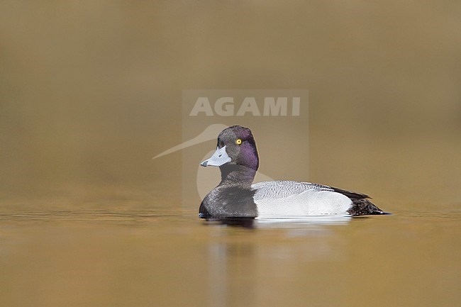 Lesser Scaup (Aythya affinis) swimming on a pond near Victoria, BC, Canada. stock-image by Agami/Glenn Bartley,