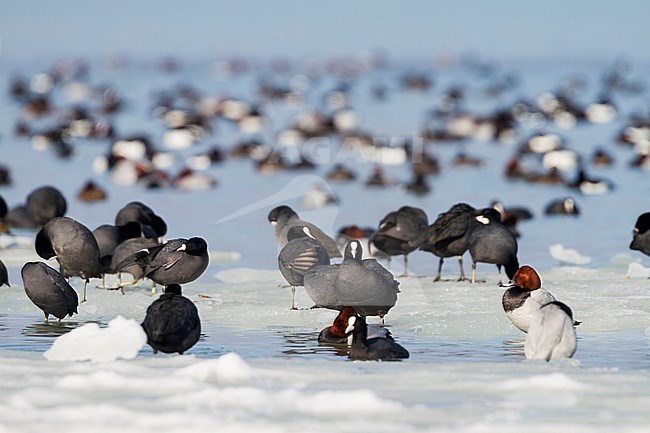 Eurasian Coots (Fulica atra ssp. atra), Switzerland. Adult birds with Common Pochards in frozen lake full of ducks stock-image by Agami/Ralph Martin,