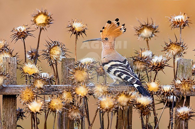 Eurasian Hoopoe (Upupa epops) in Italy. stock-image by Agami/Daniele Occhiato,