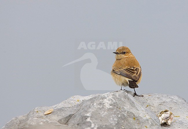 First-year female Western Black-eared Wheatear (Oenanthe hispanica) at Eemshaven, Netherlands.  stock-image by Agami/Bas van den Boogaard,