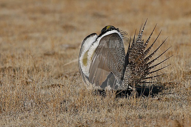 Adult male in display
Mono Co., CA
March 2007 stock-image by Agami/Brian E Small,