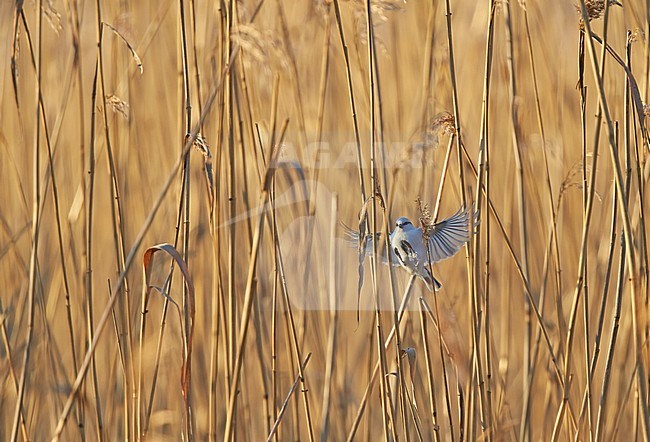 Azuurmees, Azure Tit, Cyanistes cyanus stock-image by Agami/Tomi Muukkonen,