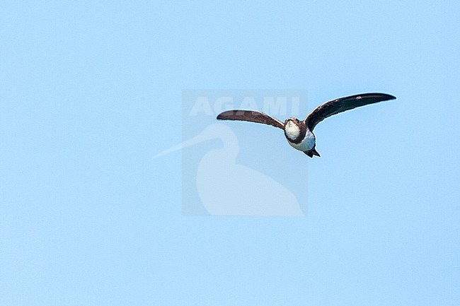 Alpine Swift (Apus melba) flying over Rabbit Island off Petra on the Greek island of Lesvos. Showing diagnostic white throat. stock-image by Agami/Marc Guyt,