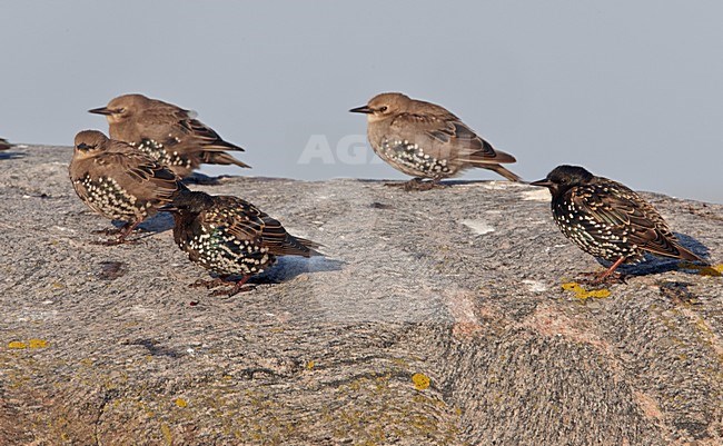 Jonge Spreeuw, Common Starling immature stock-image by Agami/Markus Varesvuo,