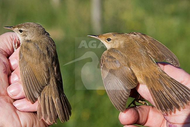 Struikrietzanger, Blyths Reed Warbler, Acrocephalus dumetorum stock-image by Agami/Arnoud B van den Berg ,