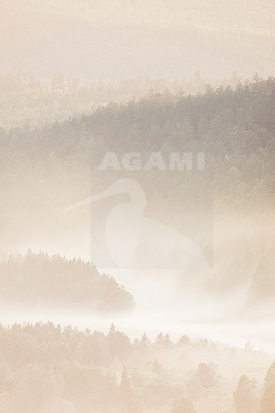 Forest, Russia (Irkutsk). Fog covered pine forest in the early morning. stock-image by Agami/Ralph Martin,
