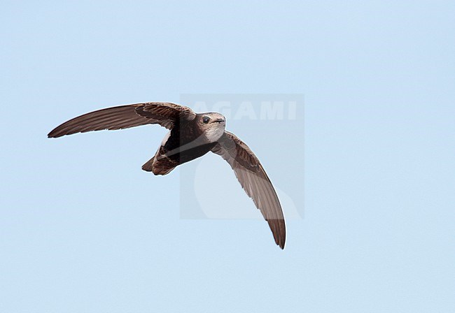 Little Swift (Apus affinis) in flight in Spain. stock-image by Agami/Ran Schols,
