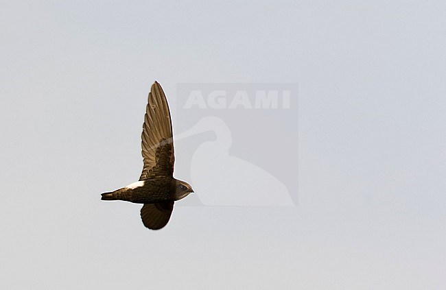 Vliegende Huisgierzwaluw; Flying Little Swift (Apus affinis) stock-image by Agami/Marc Guyt,