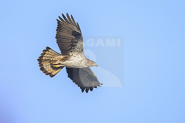 Bonelli's eagle, Aquila fasciata, in flight with the sky as background. stock-image by Agami/Sylvain Reyt,