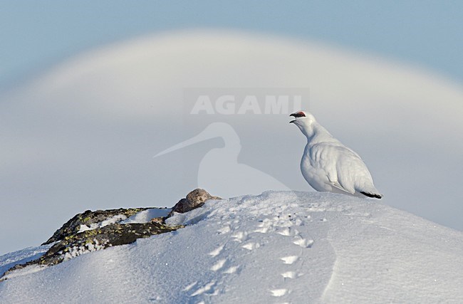 Mannetje Alpensneeuwhoen roepend in de sneeuw, Male Rock Ptarmigan calling in the snow stock-image by Agami/Markus Varesvuo,