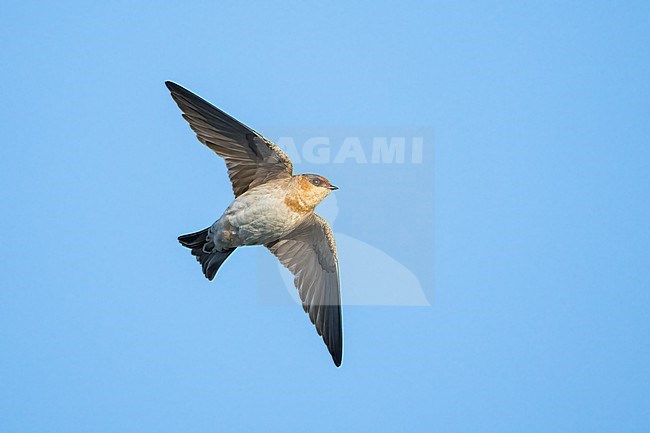 Adult 
Galveston Co., TX
April 2023 stock-image by Agami/Brian E Small,