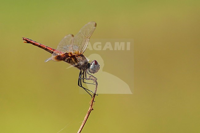 Vrouwtje Urothemis assignata, Female Red Basker stock-image by Agami/Wil Leurs,