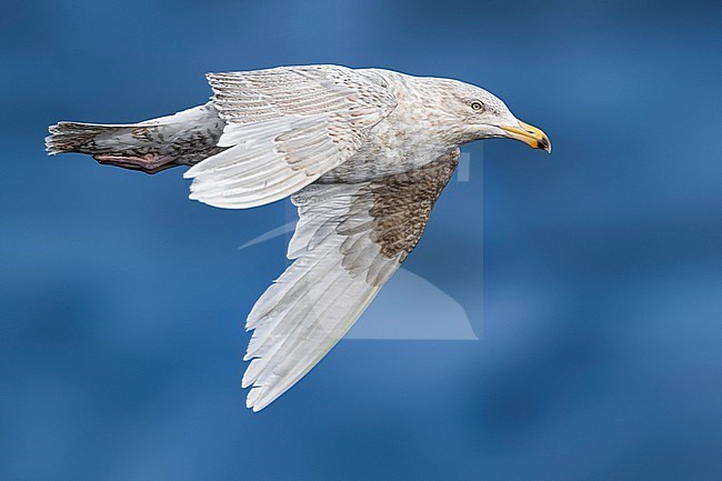 Immature Glaucous Gull (Larus hyperboreus leuceretes) in flight during late spring on Iceland. With the sea in the background. stock-image by Agami/Daniele Occhiato,