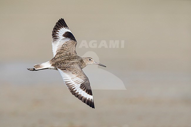 Adult breeding
Galveston Co., TX
April 2023 stock-image by Agami/Brian E Small,