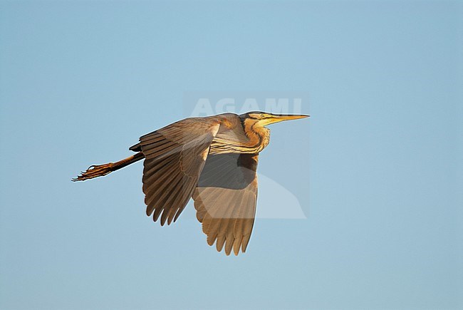 Purperreiger, Purple Heron, Ardea purpurea stock-image by Agami/Bence Mate,