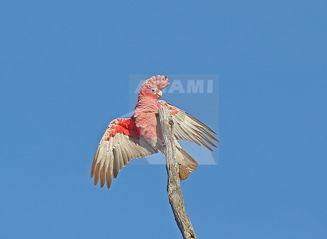 Roze Kaketoe, Galah, Eolophus roseicapilla stock-image by Agami/Georgina Steytler,