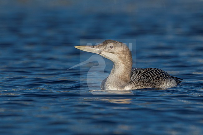 Juvenile
San Diego Co., CA
December 2022 stock-image by Agami/Brian E Small,