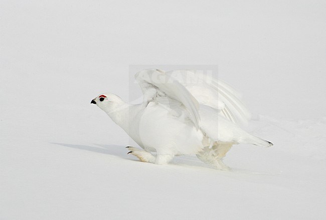 Moerassneeuwhoen in winterkleed in de sneeuw; Willow Ptarmigan in winter plumage in the snow stock-image by Agami/Markus Varesvuo,