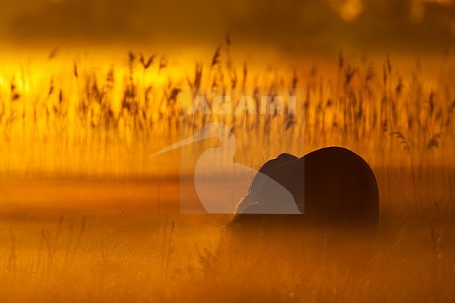 Konikpaard in zonsopkomst, Wild or Konik horse in sunrise stock-image by Agami/Menno van Duijn,