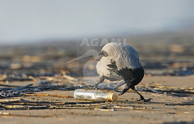 Bonte Kraai foeragerend in de winter; Hooded Crow foraging in winter stock-image by Agami/Markus Varesvuo,