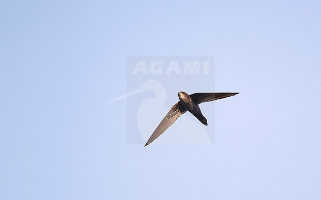 Cook's Swift (Apus cooki) in flight at Doi Angkang, Thailand stock-image by Agami/Helge Sorensen,