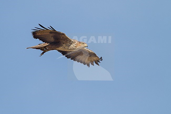 Bonelli's Eagle - Habichtsadler - Aquila fasciata ssp. fasciata, Oman, adult stock-image by Agami/Ralph Martin,