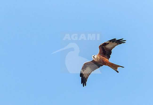 Red Kite, Milvus milvus, flying overhead in France. stock-image by Agami/Marc Guyt,