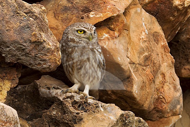 Steenuil zittend op rots; Little Owl perched on rock stock-image by Agami/Daniele Occhiato,