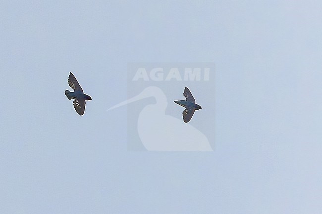Papuan spinetail (Mearnsia novaeguineae) in flight  in Papua New Guinea. Also known as the Papuan needletail, New Guinea spine-tailed swift or Papuan spine-tailed swift. Two spinetail swifts in formation. stock-image by Agami/Dubi Shapiro,