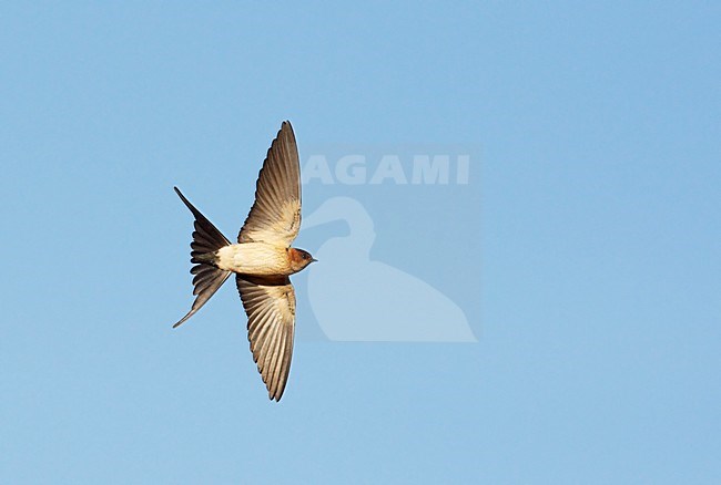 Roodstuitzwaluw vliegend; Red-rumped Swallow flying stock-image by Agami/Markus Varesvuo,